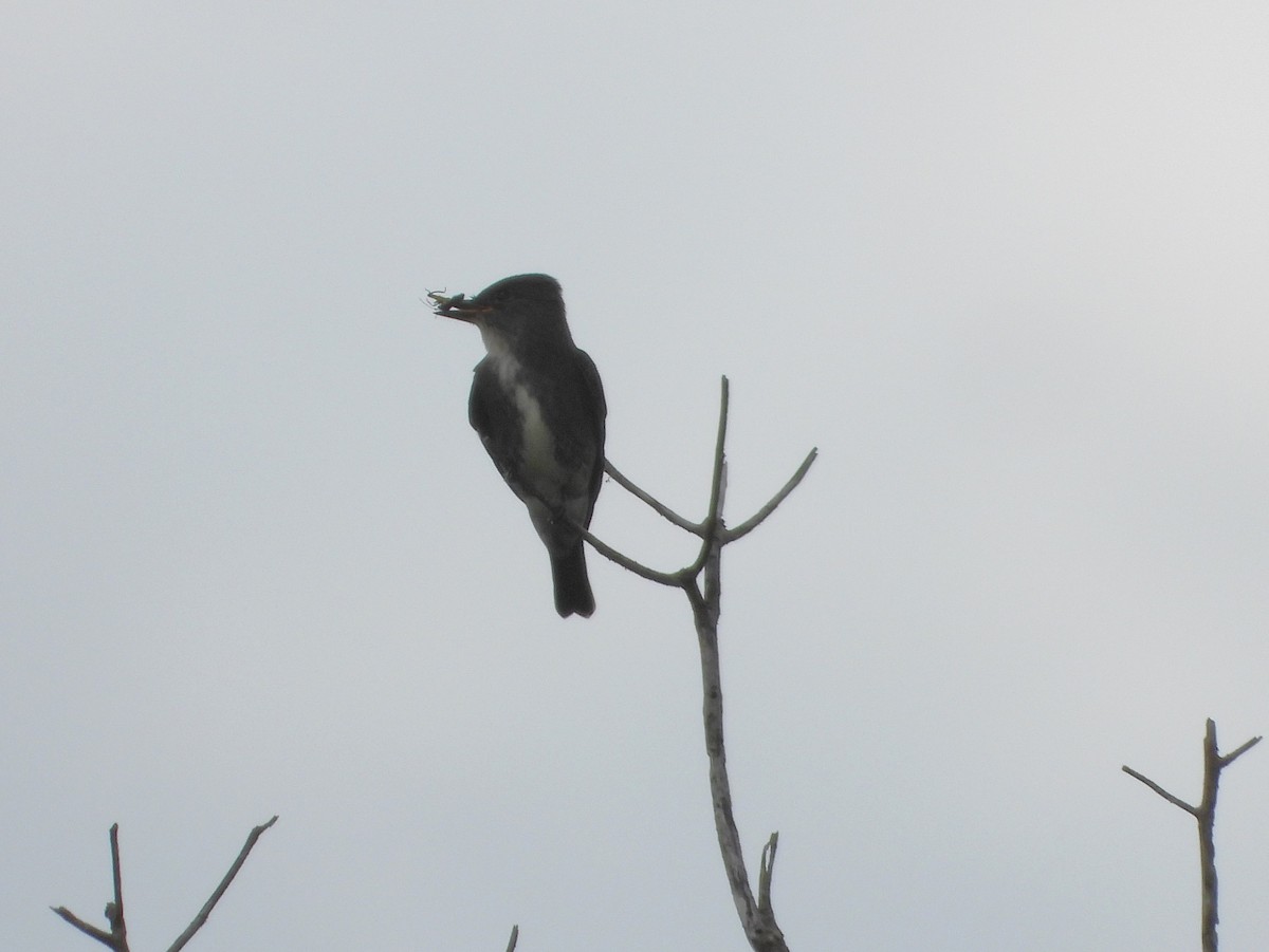 Olive-sided Flycatcher - ML624364473