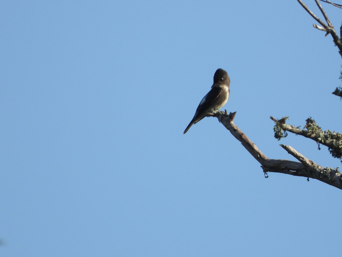 Olive-sided Flycatcher - ML624364474