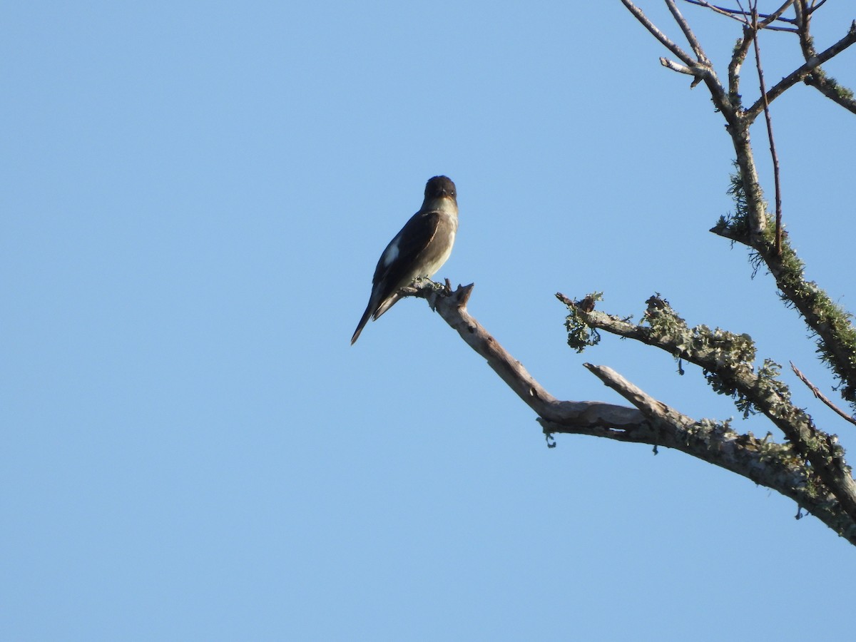 Olive-sided Flycatcher - ML624364475