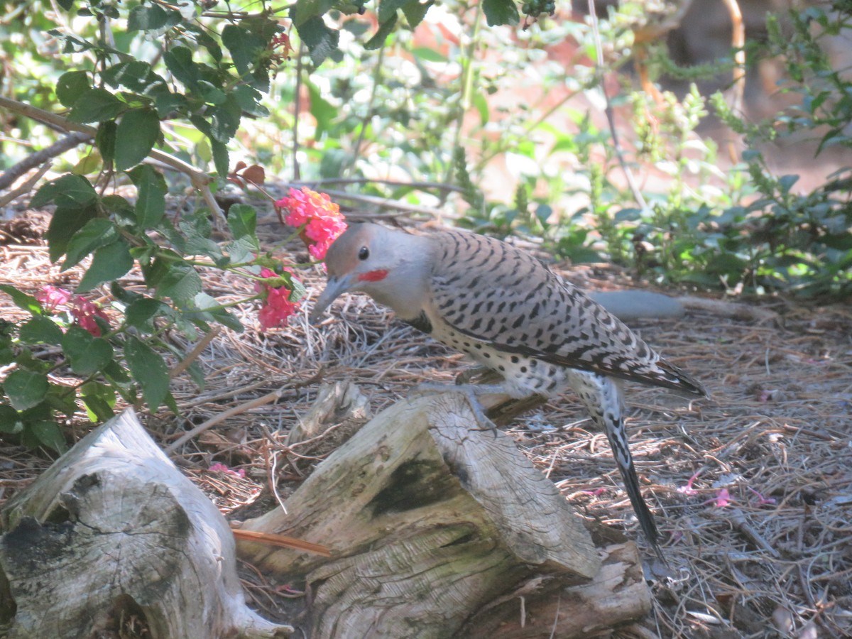 Northern Flicker - ML624364483