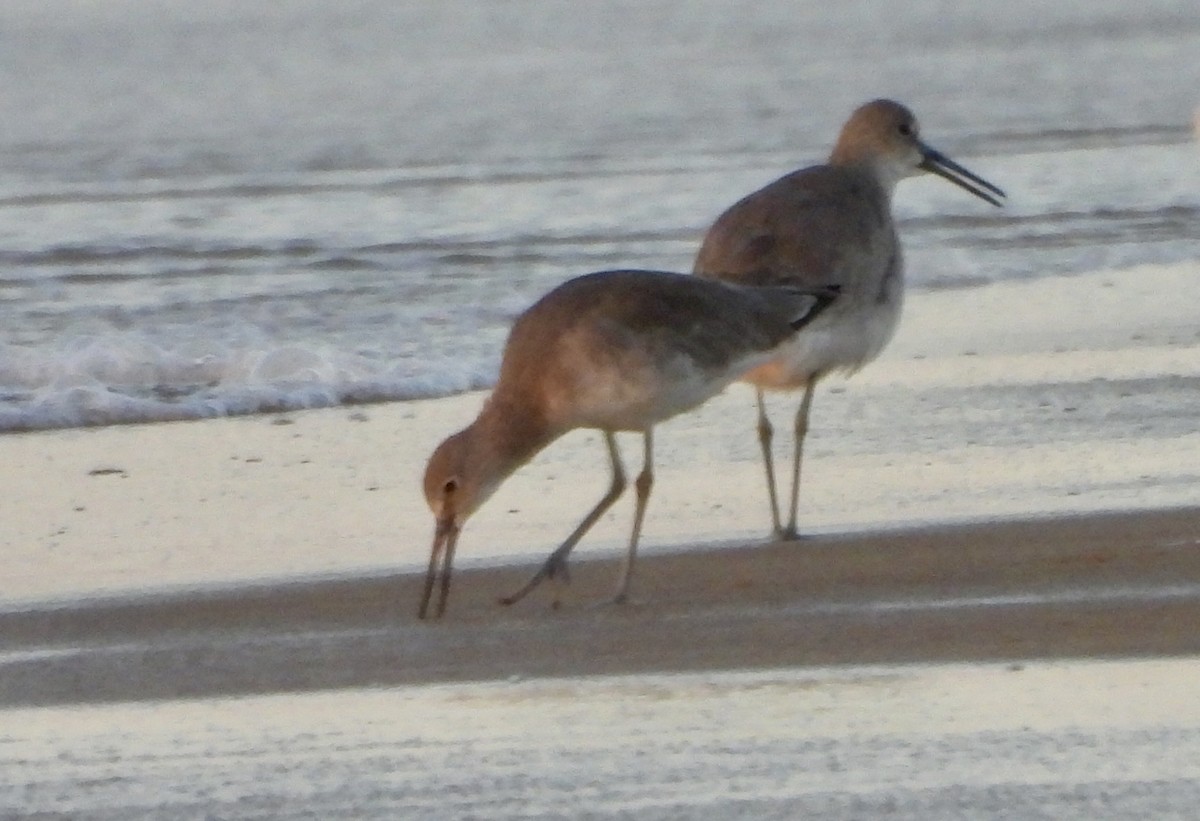 Willet - ML624364484