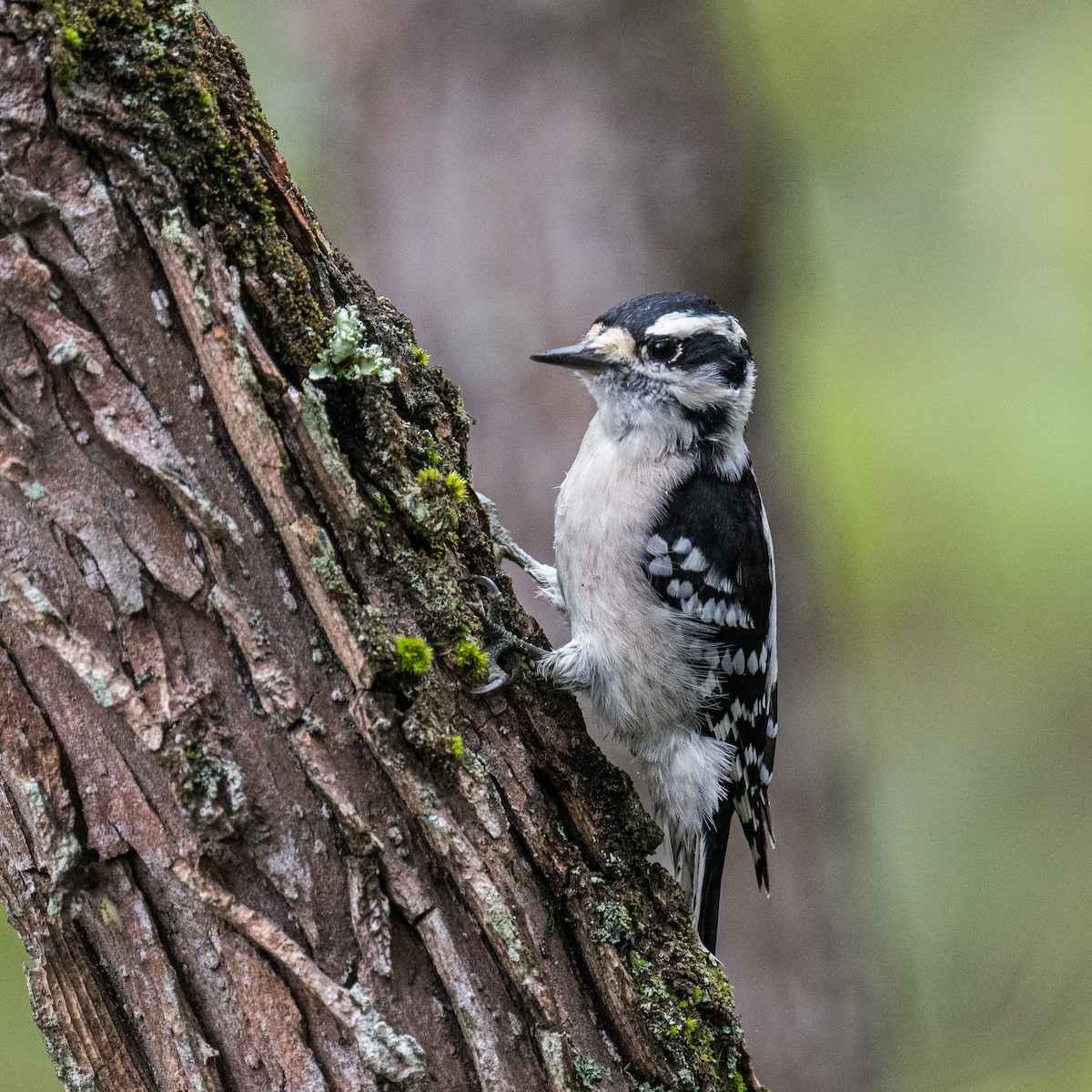 Downy Woodpecker - ML624364486