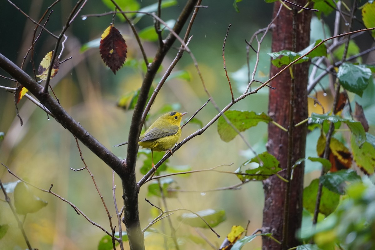 Wilson's Warbler - ML624364487