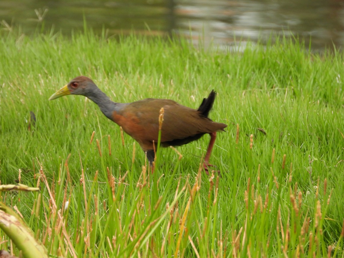 Gray-cowled Wood-Rail - ML624364488