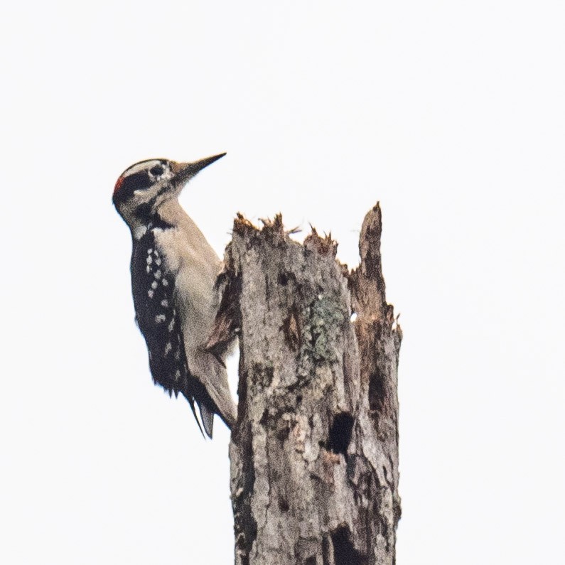 Hairy Woodpecker - ML624364489