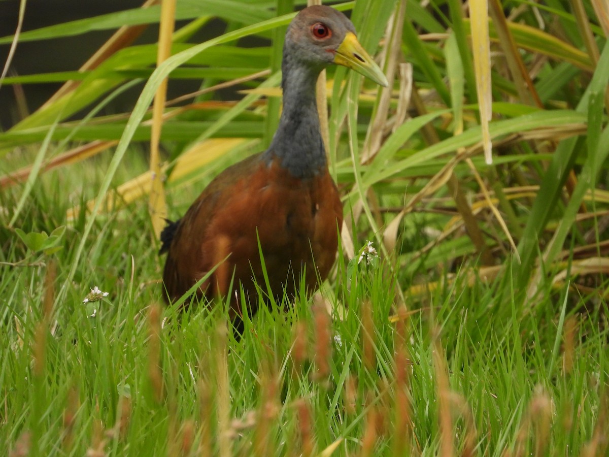 Gray-cowled Wood-Rail - ML624364490