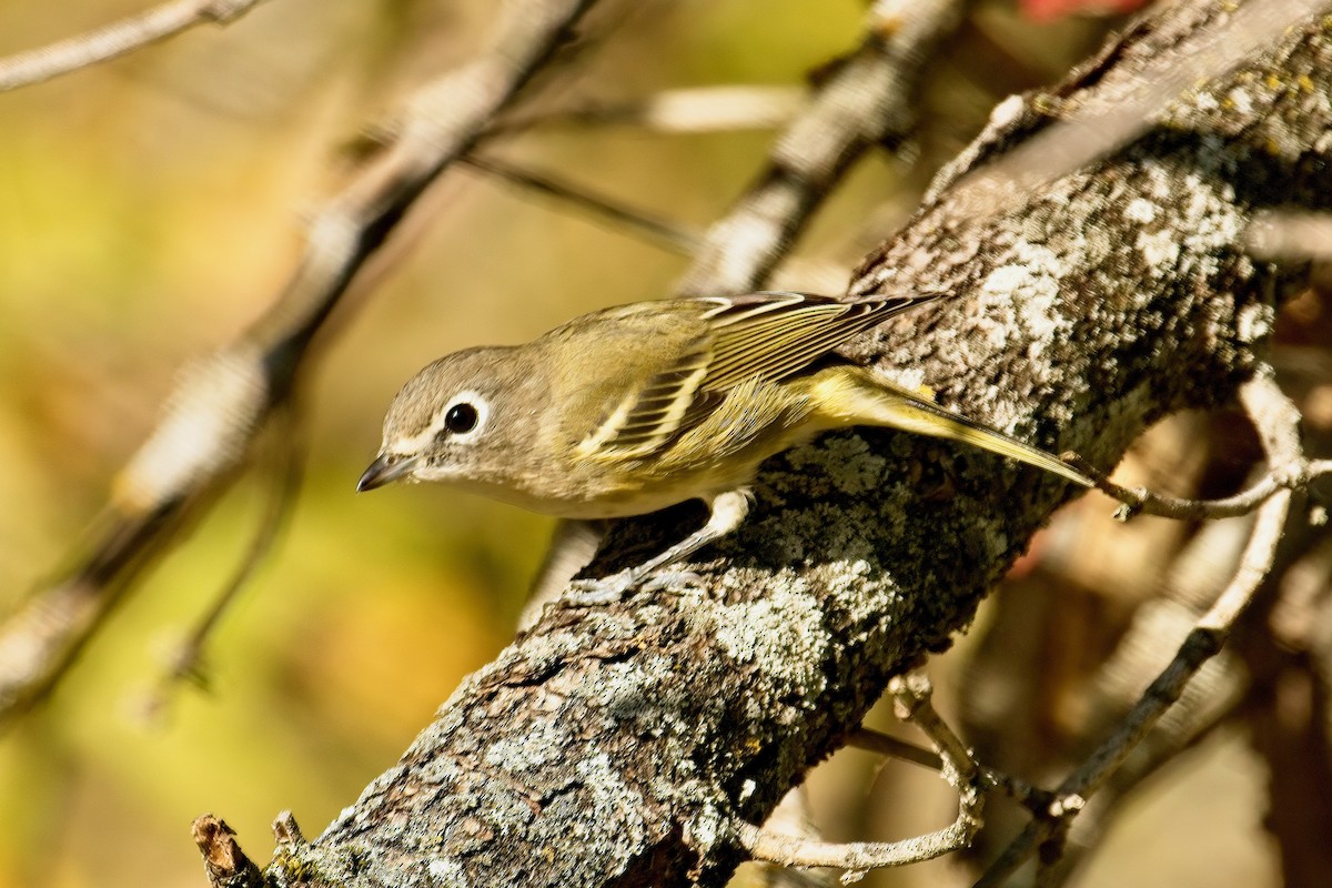 Blue-headed Vireo - ML624364491