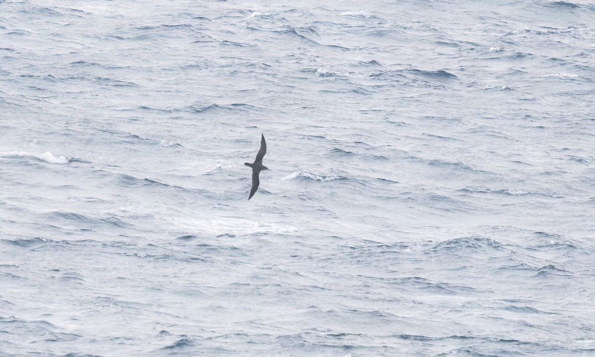 Pink-footed Shearwater - ML624364493