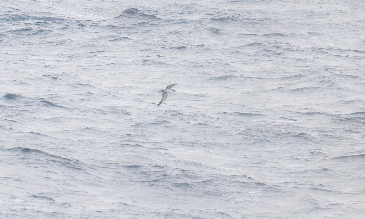 Pink-footed Shearwater - ML624364494