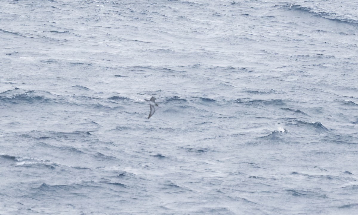 Pink-footed Shearwater - ML624364495