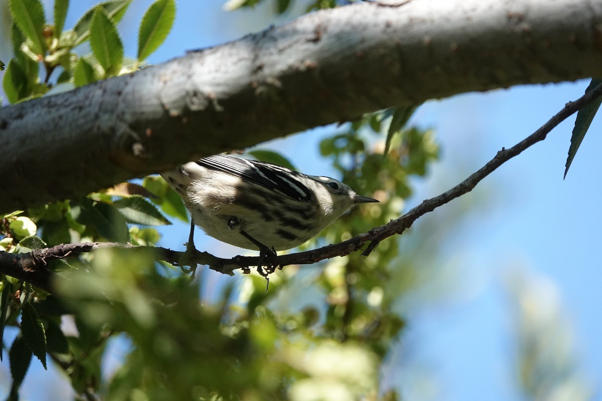 Black-and-white Warbler - ML624364496