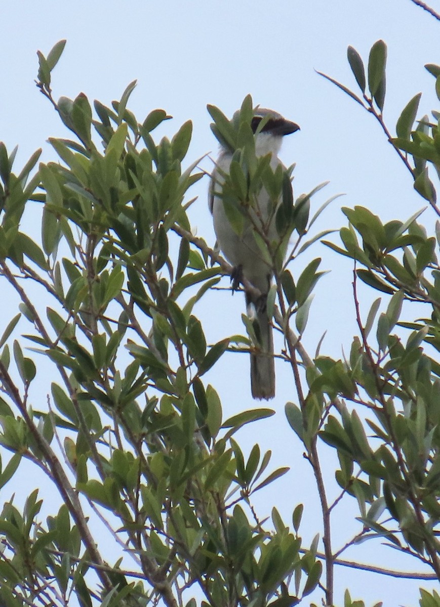 Loggerhead Shrike - ML624364497