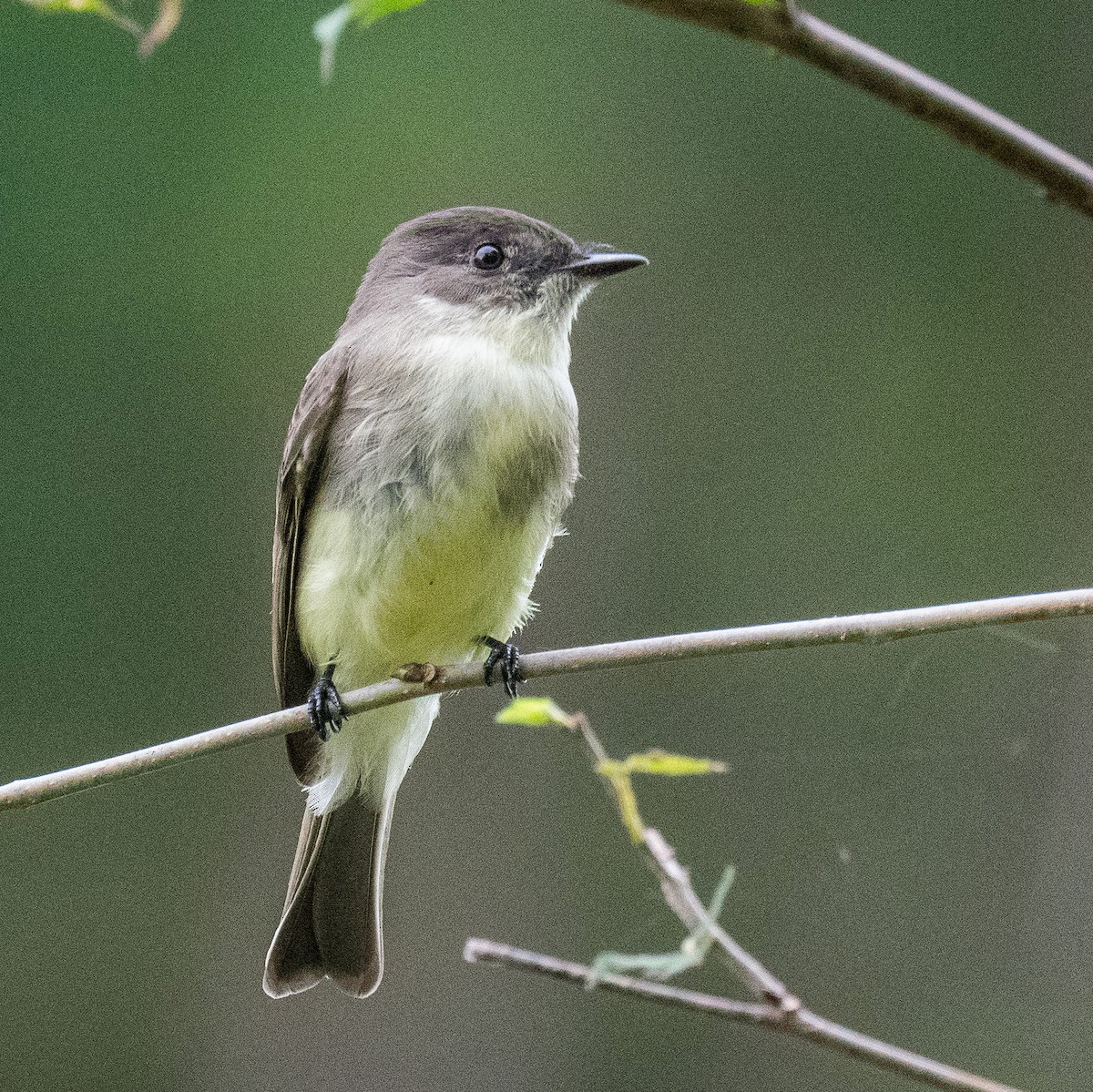 Eastern Phoebe - ML624364498