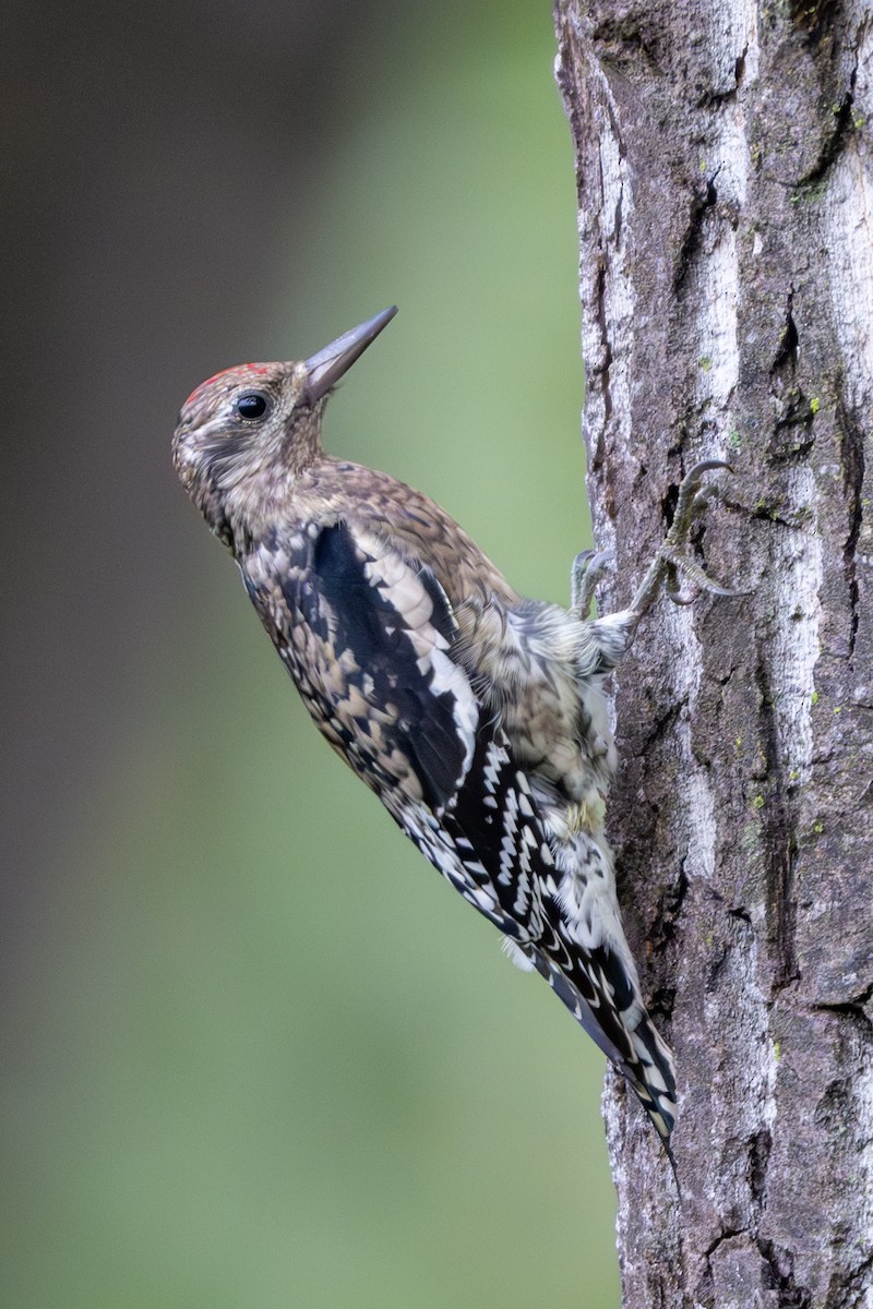 Yellow-bellied Sapsucker - ML624364499