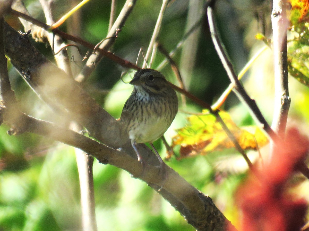 Lincoln's Sparrow - ML624364501