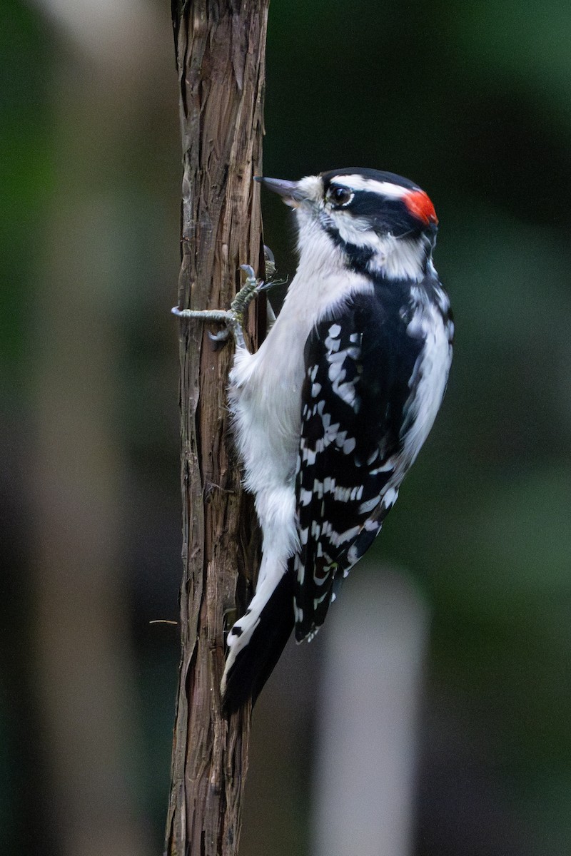 Downy Woodpecker - ML624364502