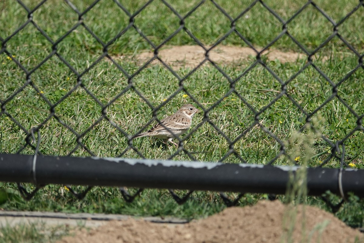 Vesper Sparrow - ML624364503