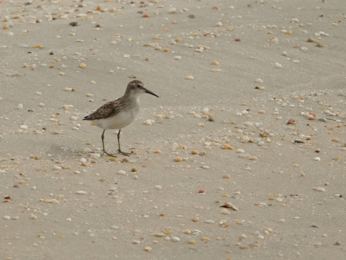 Least Sandpiper - ML624364504