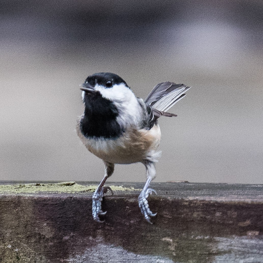 Carolina Chickadee - ML624364505