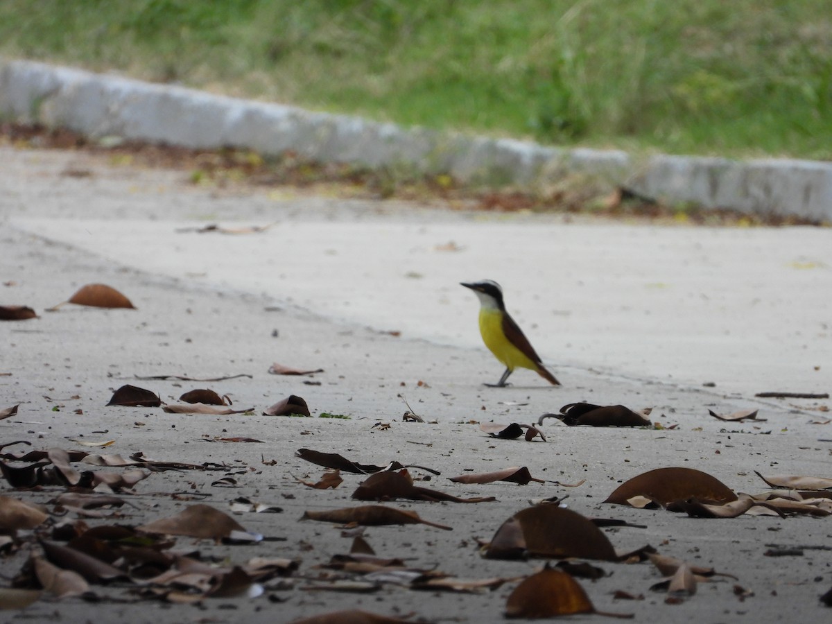 Great Kiskadee - ML624364506