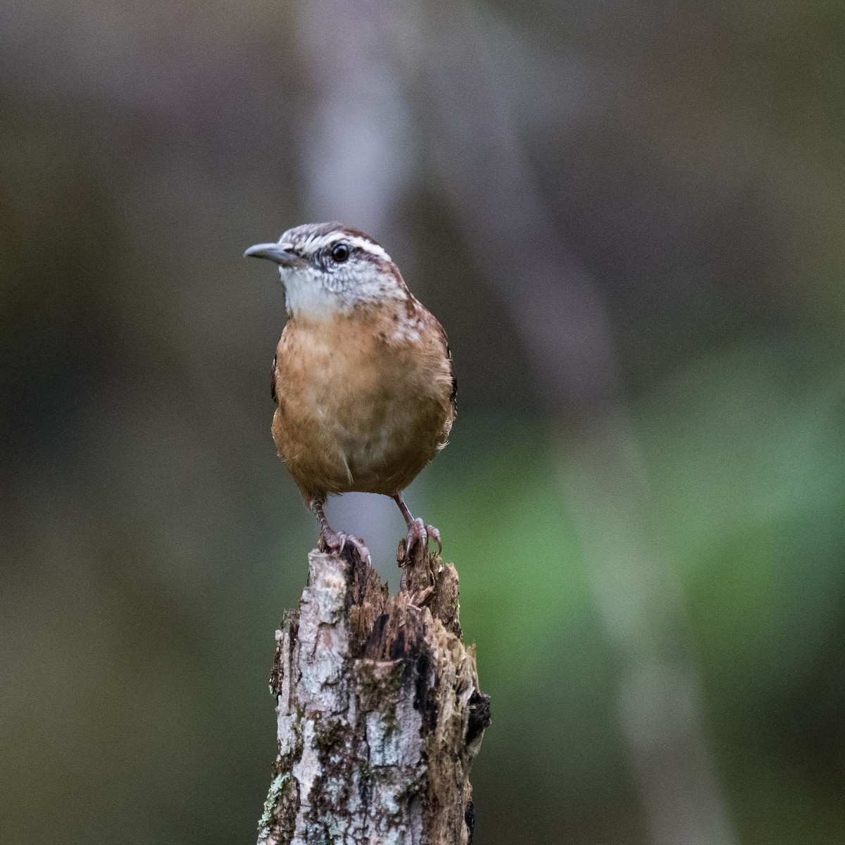 Carolina Wren - ML624364515