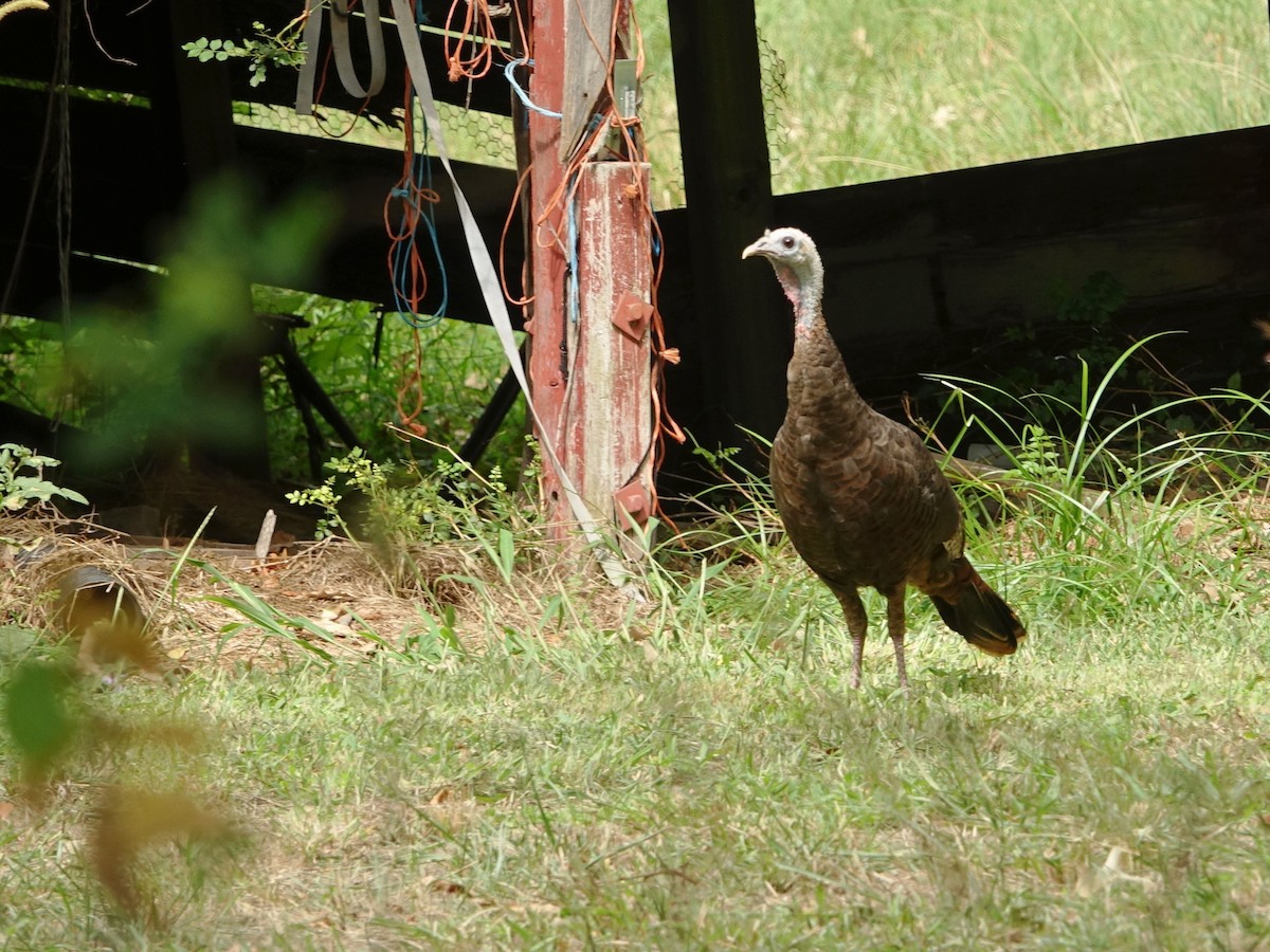 Wild Turkey - ML624364526