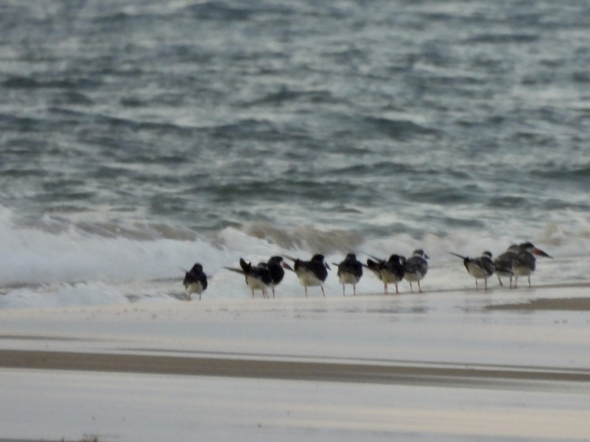 Black Skimmer - Michelle Bélanger