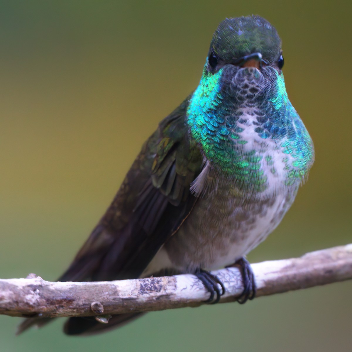 Versicolored Emerald - Daniel Hinckley | samazul.com