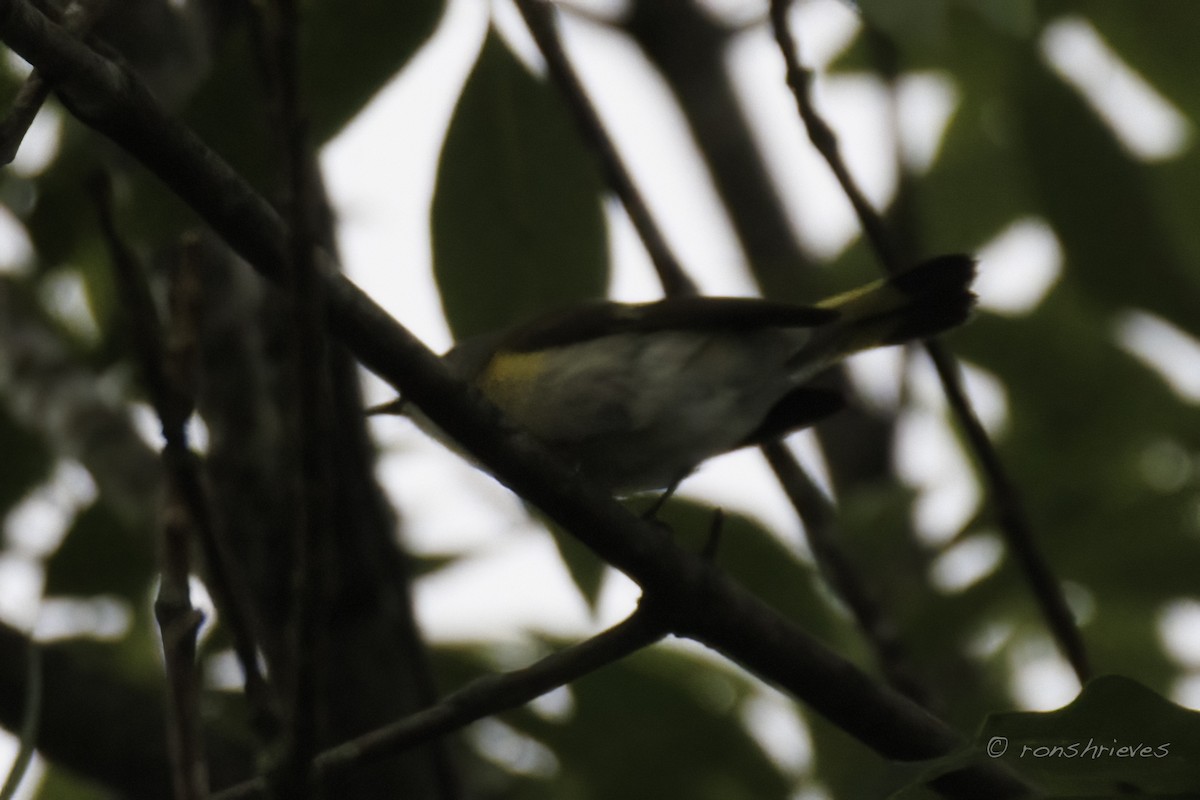 American Redstart - ML624364710