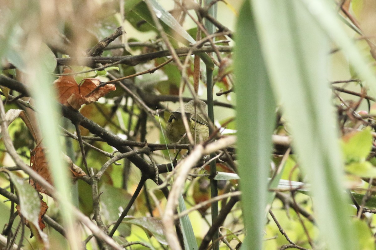 Orange-crowned Warbler - ML624364743