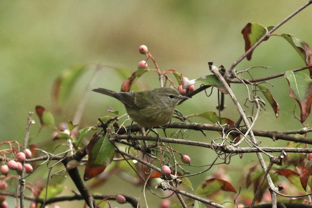 Orange-crowned Warbler - ML624364754
