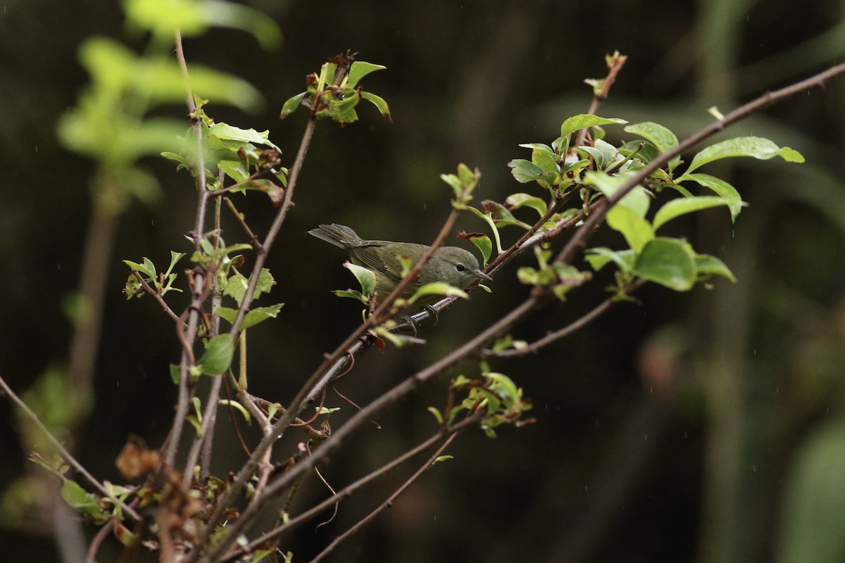 Orange-crowned Warbler - ML624364755