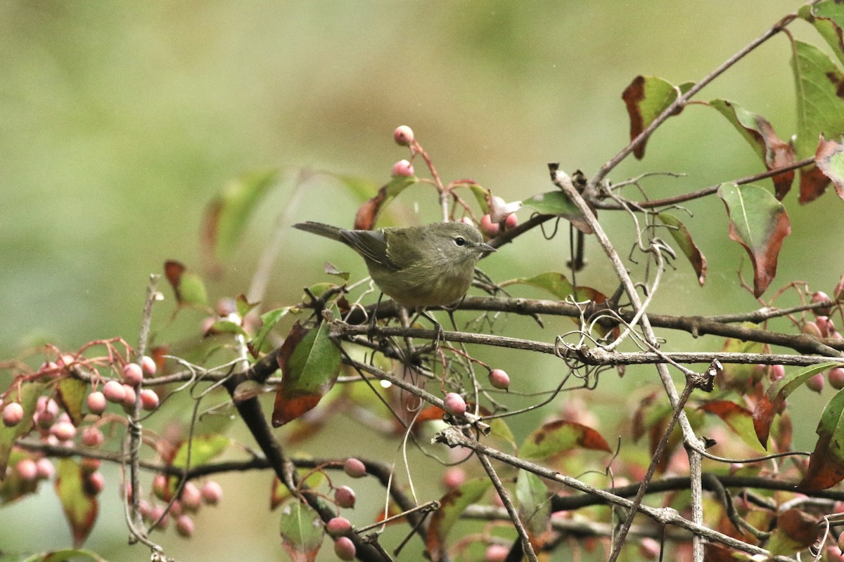 Orange-crowned Warbler - ML624364756