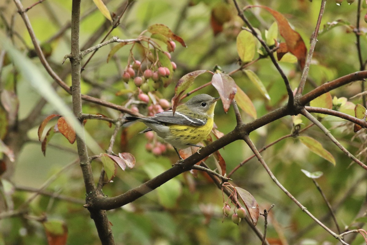 Magnolia Warbler - ML624364763