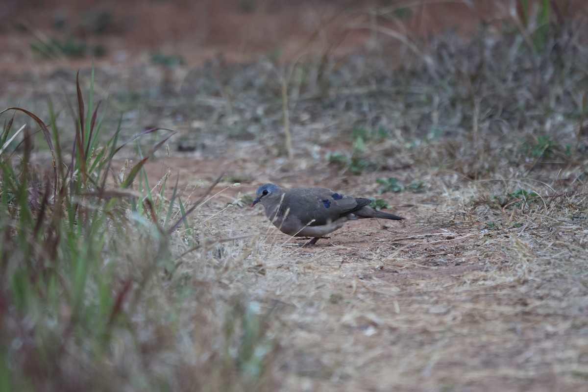 Blue-spotted Wood-Dove - ML624364980