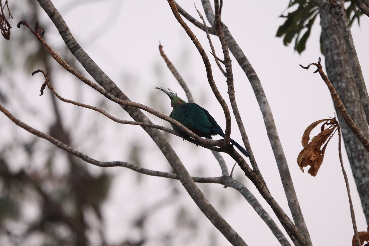 Schalow's Turaco - ML624364987