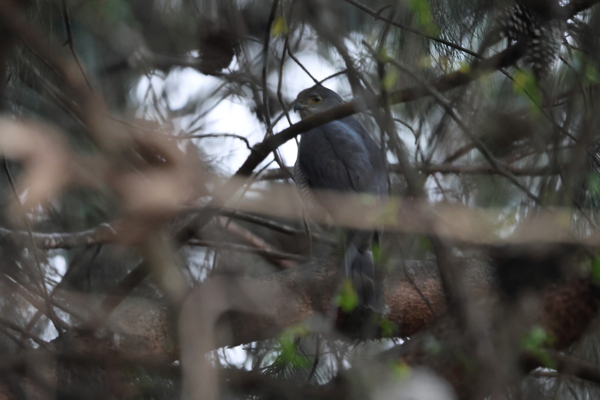 African Goshawk - ML624364992