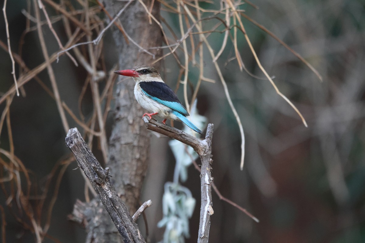 Brown-hooded Kingfisher - ML624364998