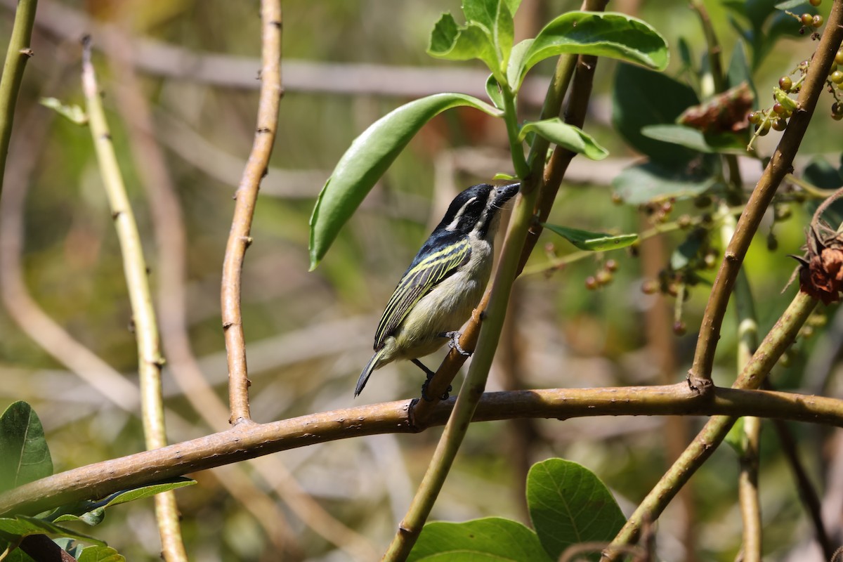Yellow-rumped Tinkerbird - ML624365007