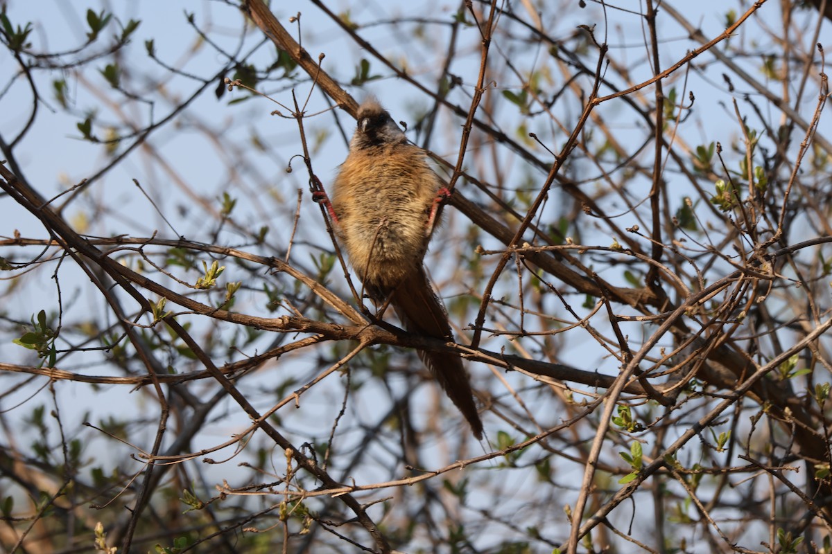 Speckled Mousebird - ML624365021