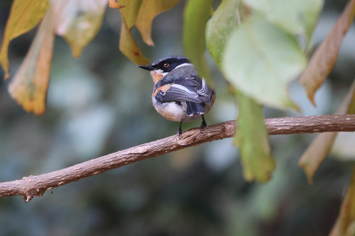 Malawi Batis - ML624365030