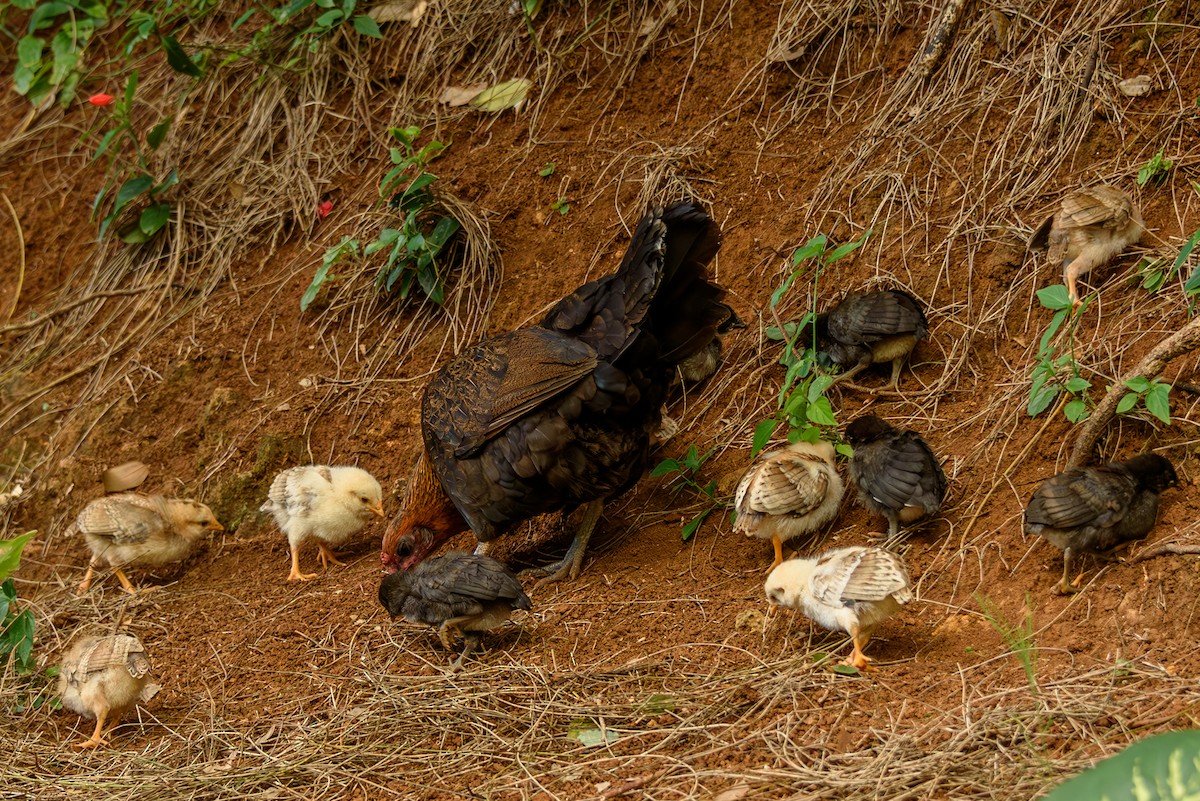 Red Junglefowl (Domestic type) - ML624365032