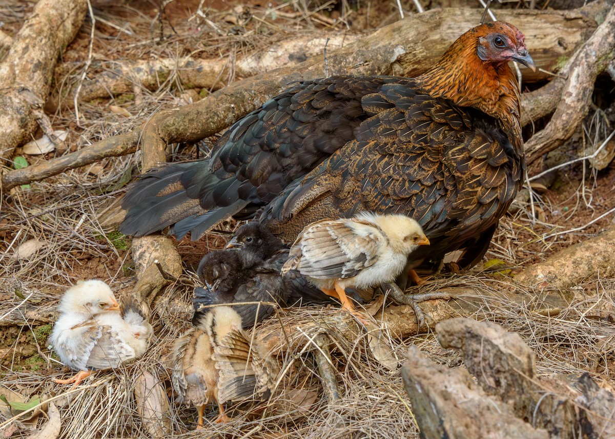 Red Junglefowl (Domestic type) - ML624365042