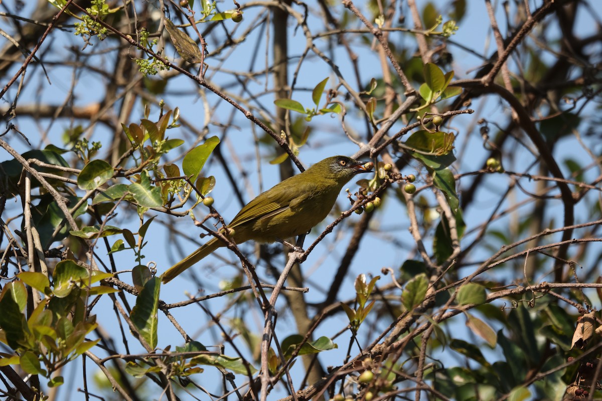 Olive-headed Greenbul - ML624365043