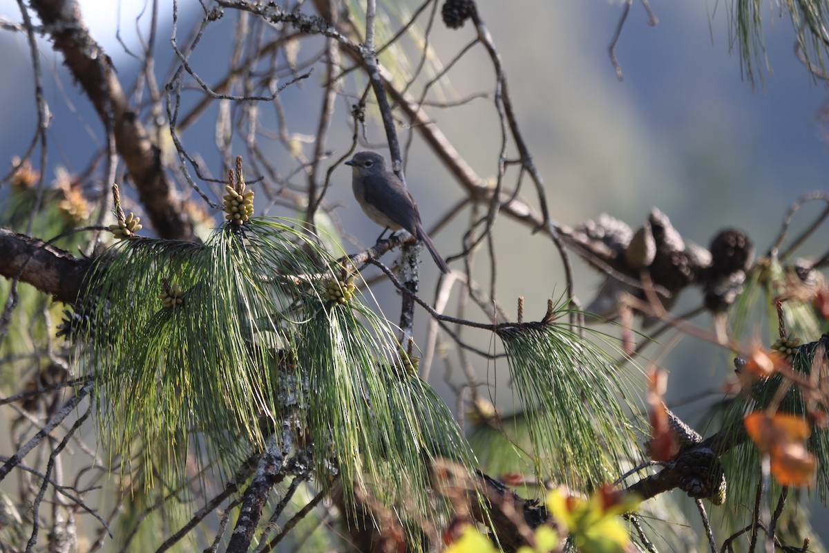 White-eyed Slaty-Flycatcher - ML624365054
