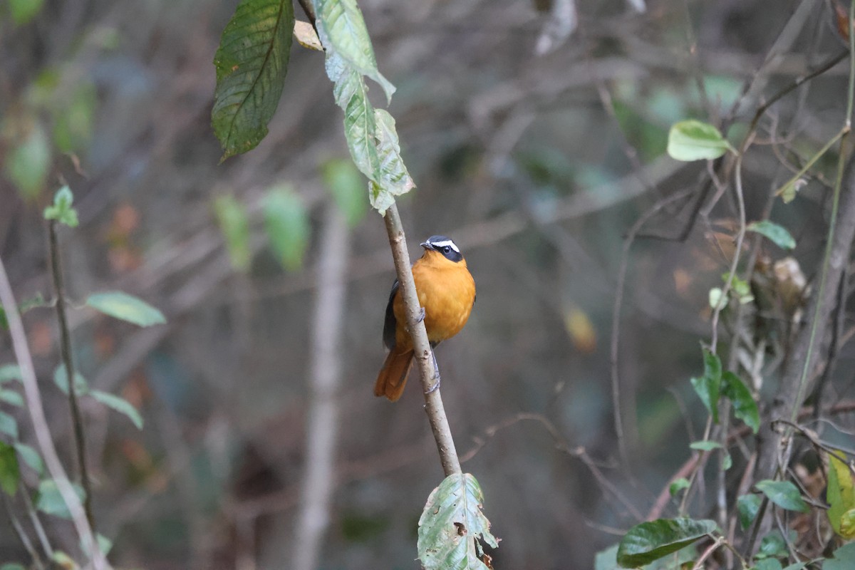 White-browed Robin-Chat - ML624365062