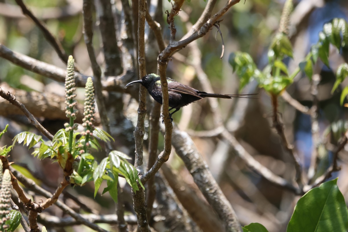 Bronze Sunbird - ML624365079