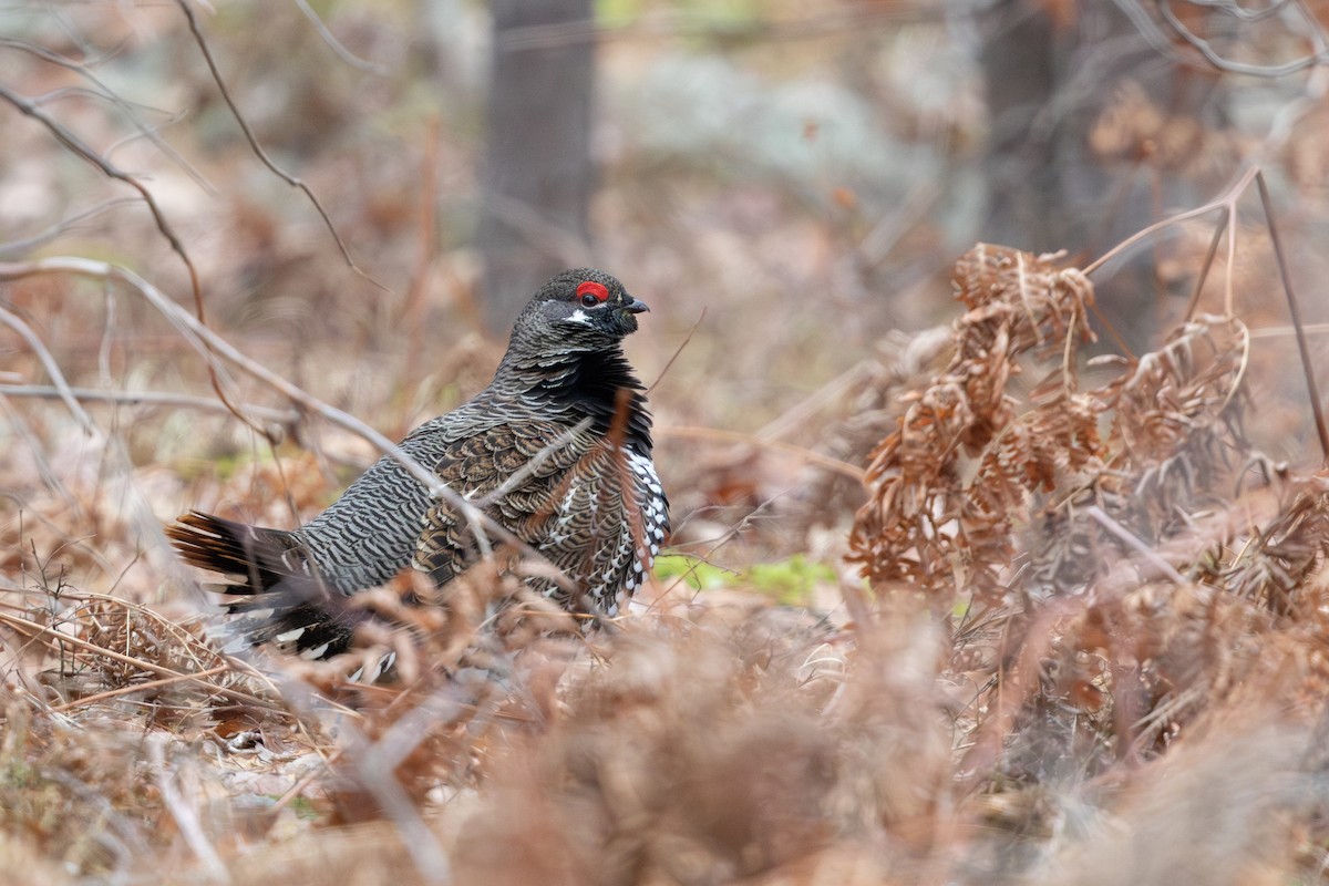 Spruce Grouse - ML624365108