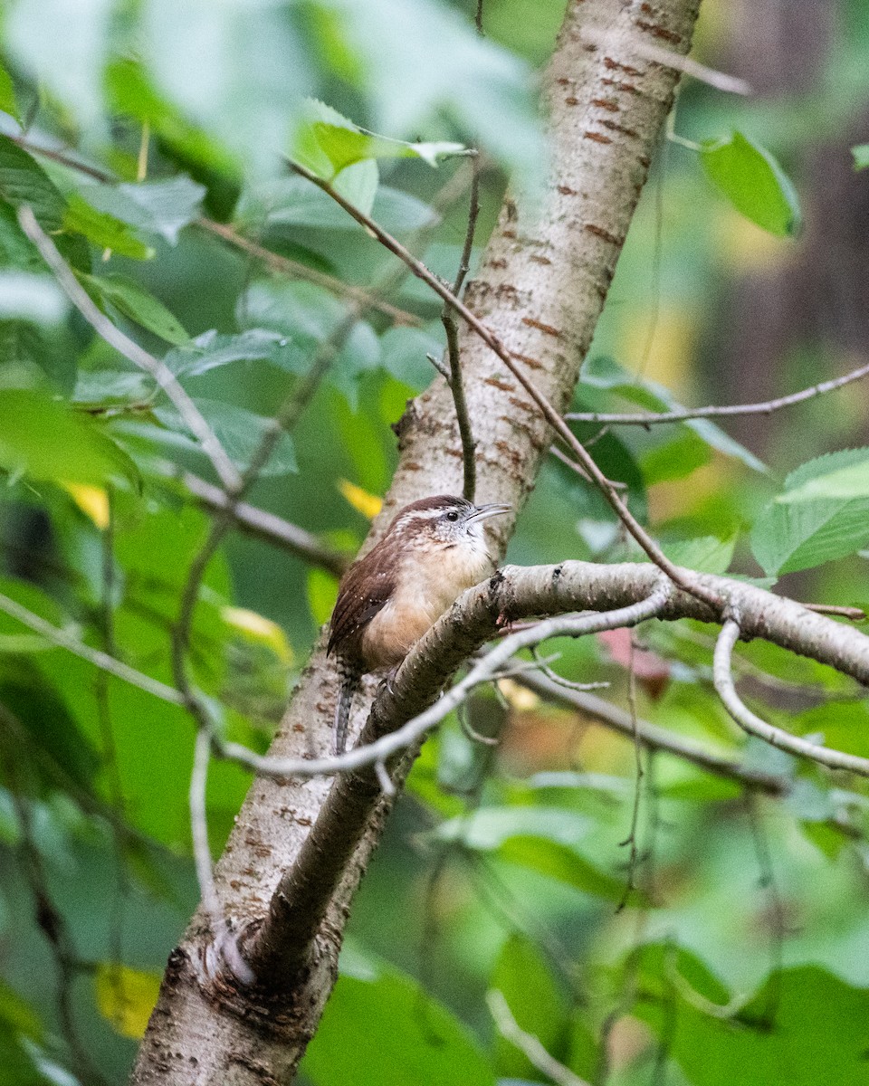Carolina Wren - ML624365112