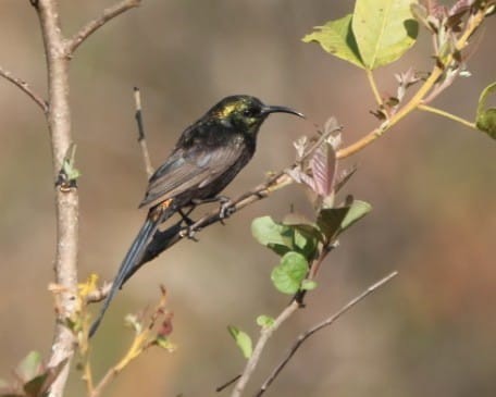Bronze Sunbird - ML624365130